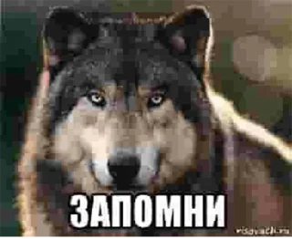 Стикер Согласны? Узнали? @StickersPackRobot - 5