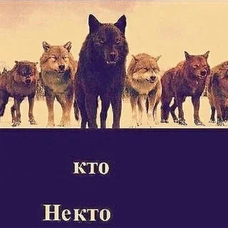 Стикер Согласны? Узнали? @StickersPackRobot - 9