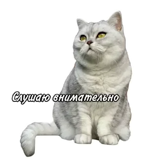 Стикер Maja »» @kotoomafia - 2