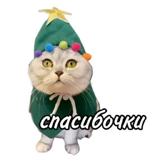 Стикер Maja »» @kotoomafia - 6