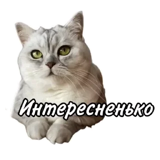 Стикер Maja »» @kotoomafia - 10