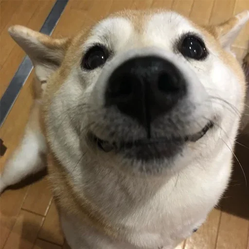 Стикер Макс - 5