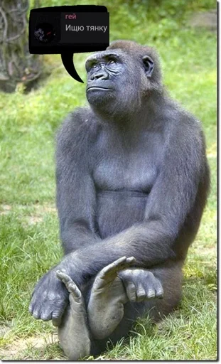 animal mammal primate