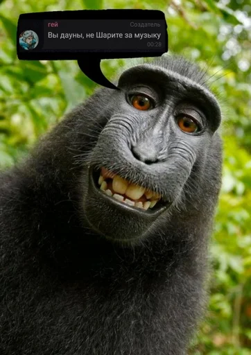 animal mammal primate