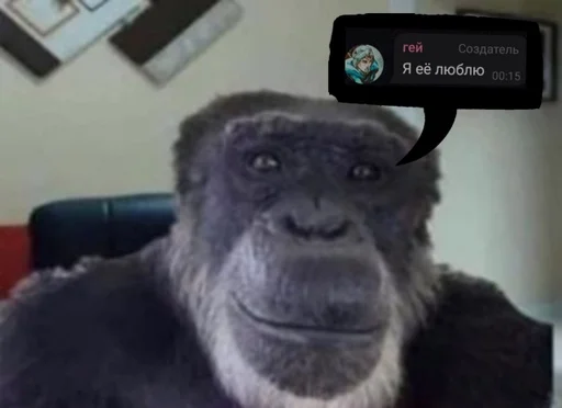 animal mammal primate