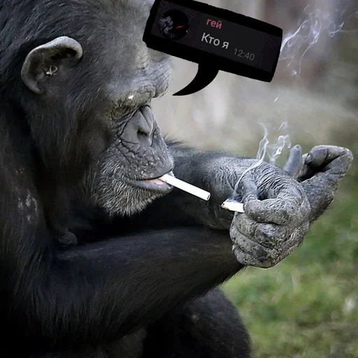 mammal primate animal