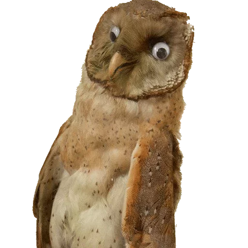 animal bird bird of prey