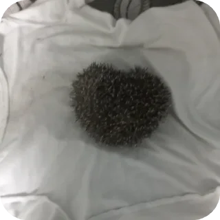 Sticker Максим и его друзья - 5