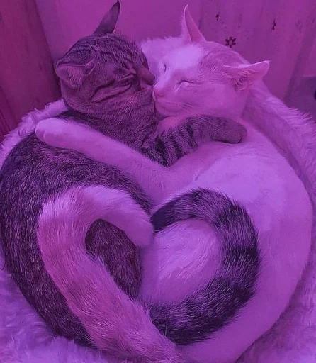 small to medium-sized cats animal mammal