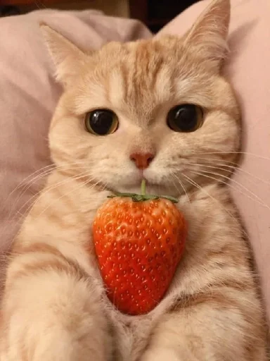 animal fruit small to medium-sized cats