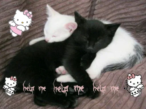 млекопитающее животное кошки малого и среднего размера