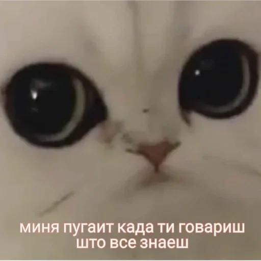 Стикер Для ВП (@makcuk2233) :: @fStikBot - 10