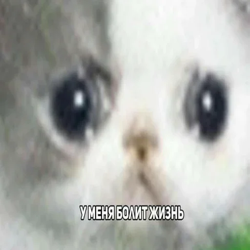 Стикер Для ВП (@makcuk2233) :: @fStikBot - 7