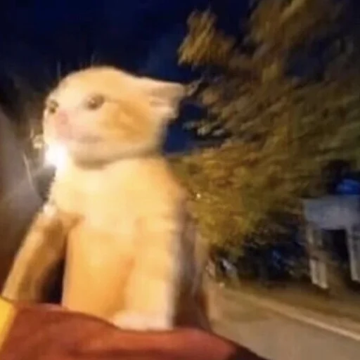 Sticker Kittyset - 11