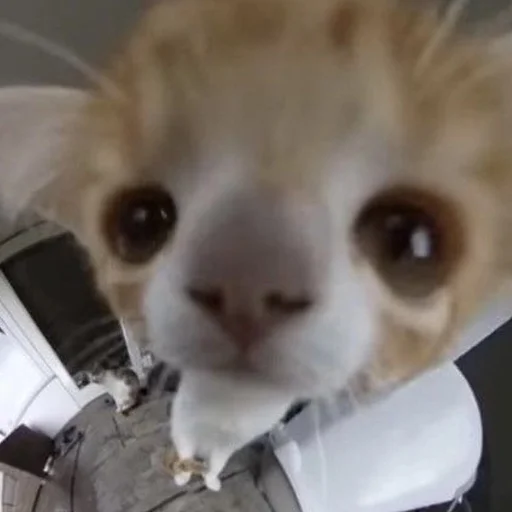 Sticker Kittyset - 10