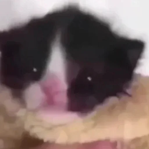 Sticker Kittyset - 8