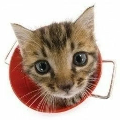 Sticker Kittyset - 6