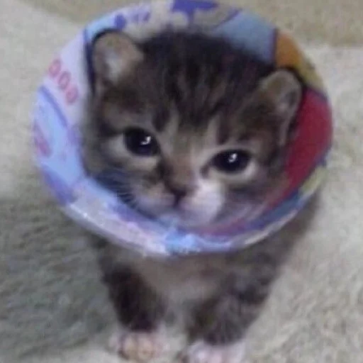 Sticker Kittyset - 5