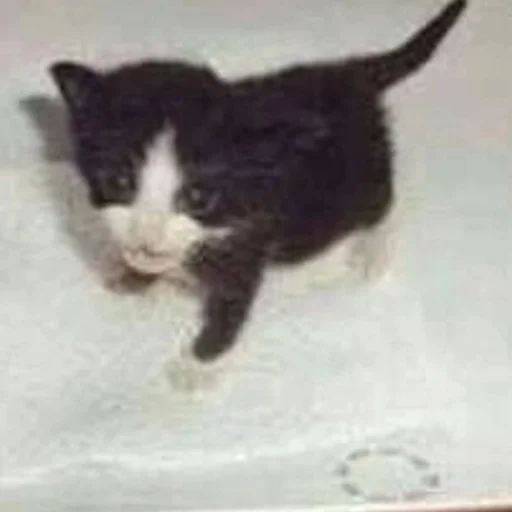 Sticker Kittyset - 3