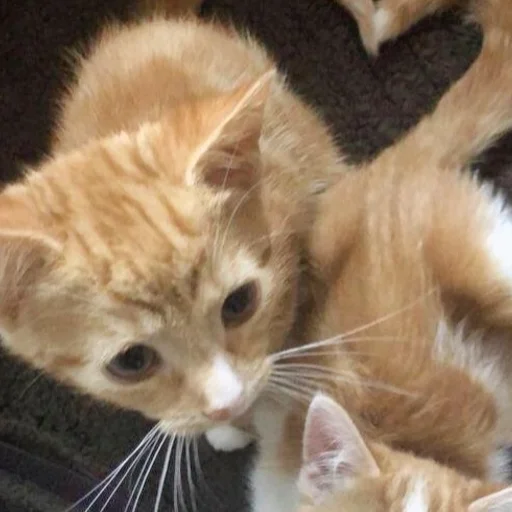 Sticker Kittyset - 0