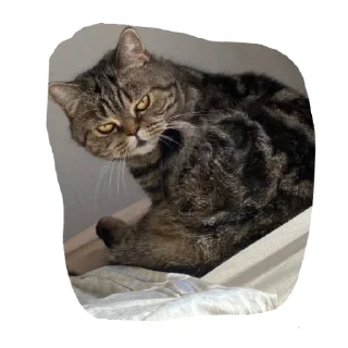 Sticker МамбаЧат - 10