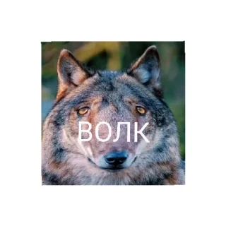 Sticker МамбаЧат - 2