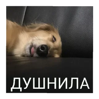 Стикер МамбаЧат - 1