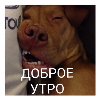 Стикер МамбаЧат - 6