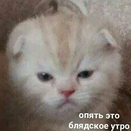 Sticker Мэм :: @fStikBot - 8