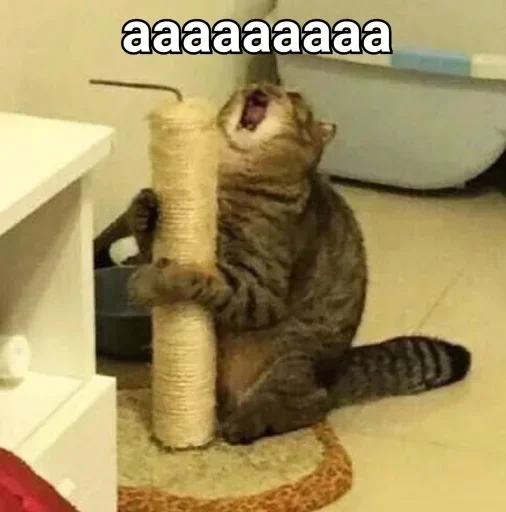 animal small to medium-sized cats mammal