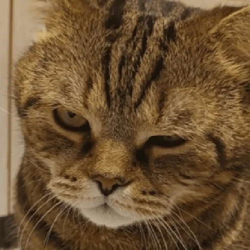 Стикер ×КринжСтикеры× - 10