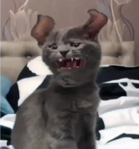 mammal small to medium-sized cats cat