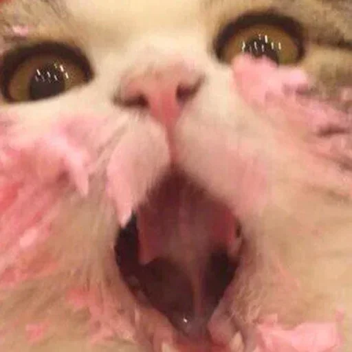 mammal animal domestic cat