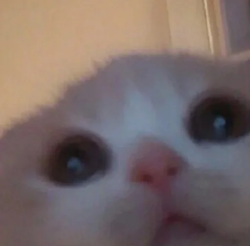 Стикер pussy juice pussy musi :: @fStikBot - 2