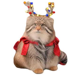 Sticker Winter Manul @animalplantspb - 5