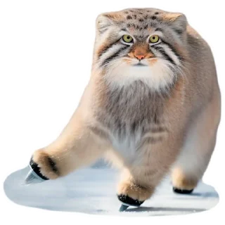 Sticker Winter Manul @animalplantspb - 11