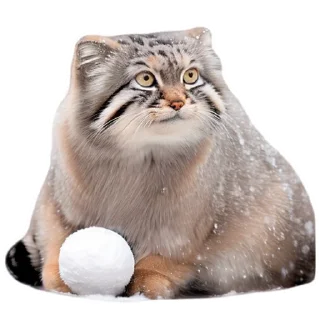 Sticker Winter Manul @animalplantspb - 10