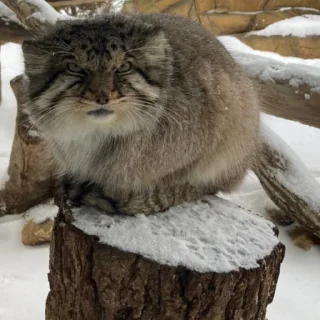 Sticker Бол ворлд доминейшн - 1