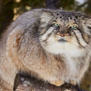 Sticker Бол ворлд доминейшн - 7