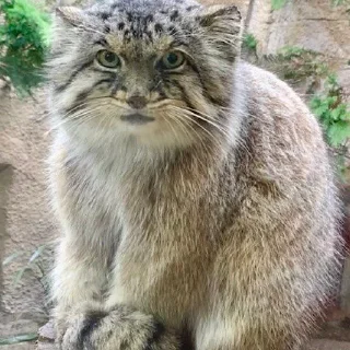 Sticker Бол ворлд доминейшн - 5