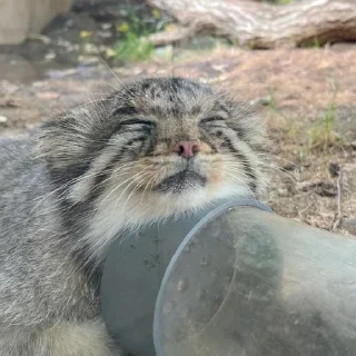 Sticker Бол ворлд доминейшн - 0