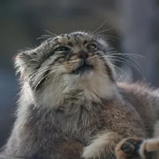 Sticker Бол ворлд доминейшн - 6