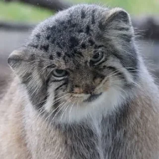 Sticker Бол ворлд доминейшн - 9