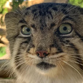 Sticker Бол ворлд доминейшн - 2