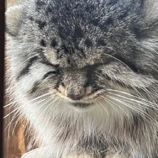 Sticker Бол ворлд доминейшн - 11