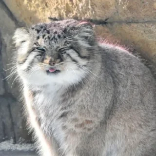 Sticker Бол ворлд доминейшн - 4