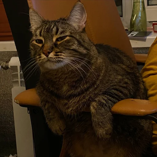 Sticker ManyaKoshkina - 1