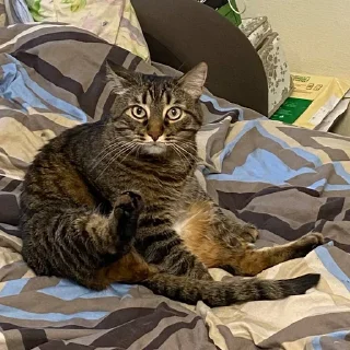 Sticker Твоя лисичка 🦊 - 7