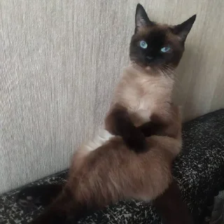 Sticker Твоя лисичка 🦊 - 10