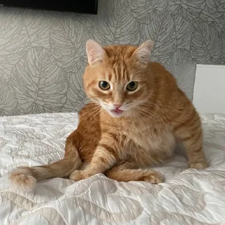 Sticker Твоя лисичка 🦊 - 5